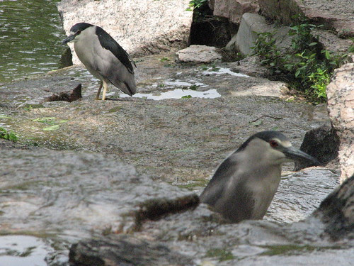 Black-crowned Night Heron