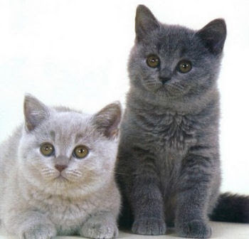Le British Shorthair