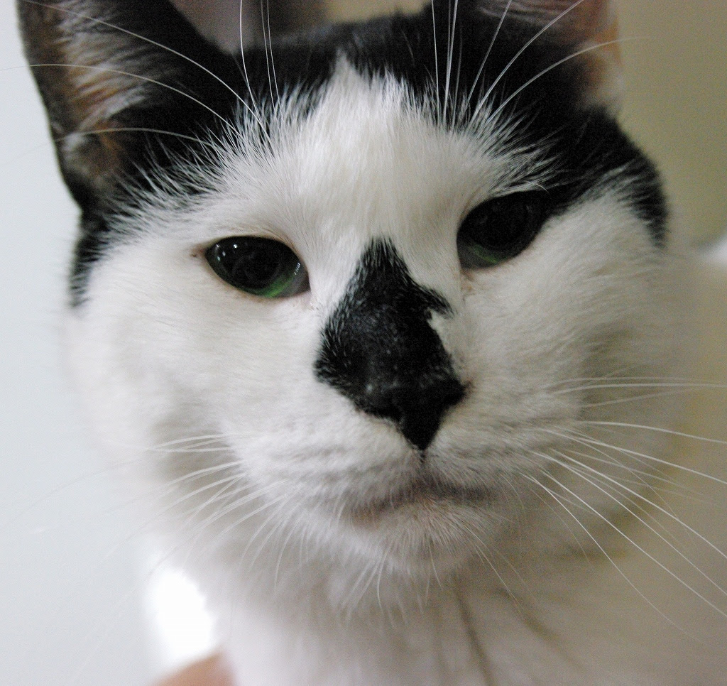ガッチリした体格の白黒猫 まんりきくん となねこ