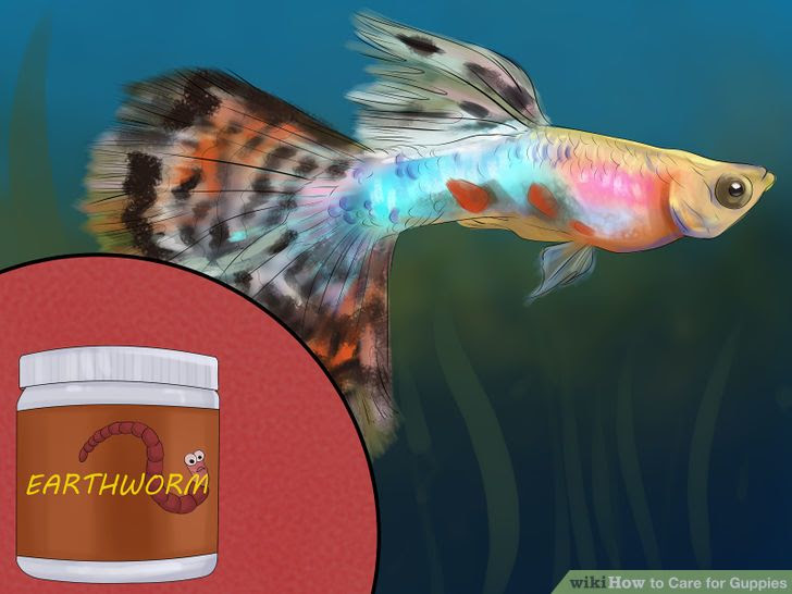 Care for Guppies Step 7 Version 2.jpg
