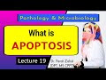 Apoptosis - Lec#19 - in Urdu / Hindi - DPT - Dr. Farah