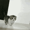 kitty.gif