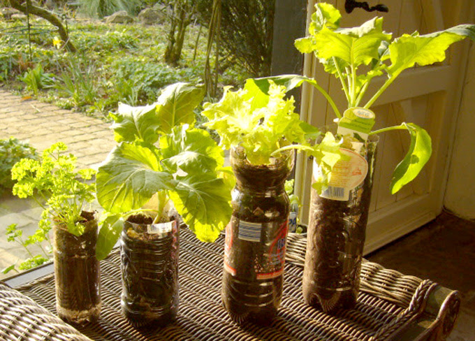 Great ideas for container gardening (Willem) | Container Gardening