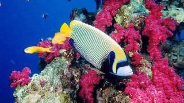 جزيرة تيران عن قرب 