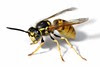 wasp