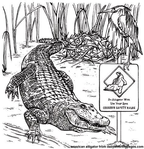 alligator coloring pages  pictures crafts  cliparts