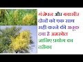 अमरबेल के फायदे | बेल का रस पीने के 8 बेजोड़ फायदे