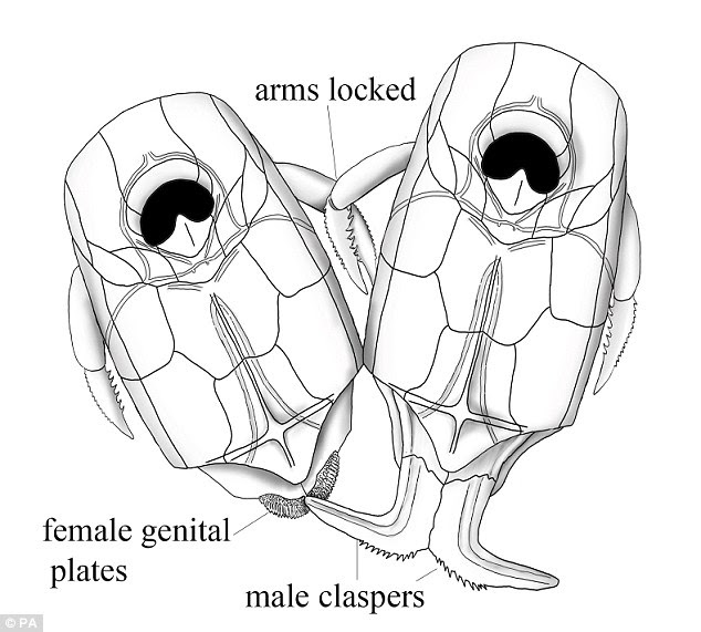The first organisms to have sex were small armoured Scottish fish with L-shaped claspers