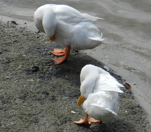 naturenotesDSCN3021
