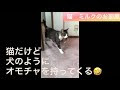 [最も好ましい] 犬 おもちゃ 持ってくる 157713