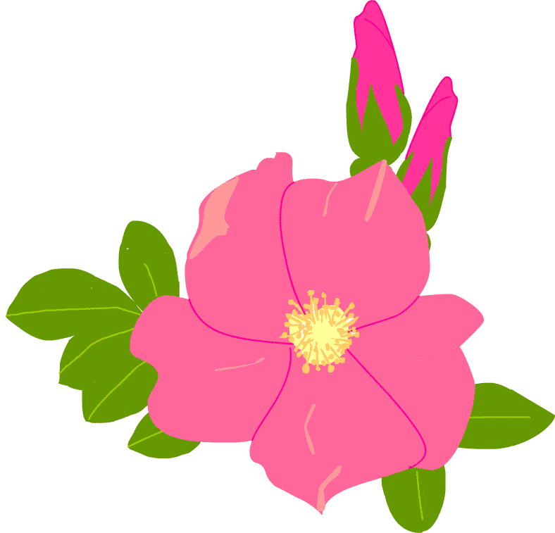 はまなす イラスト 透明なイラスト画像を無料ダウンロード