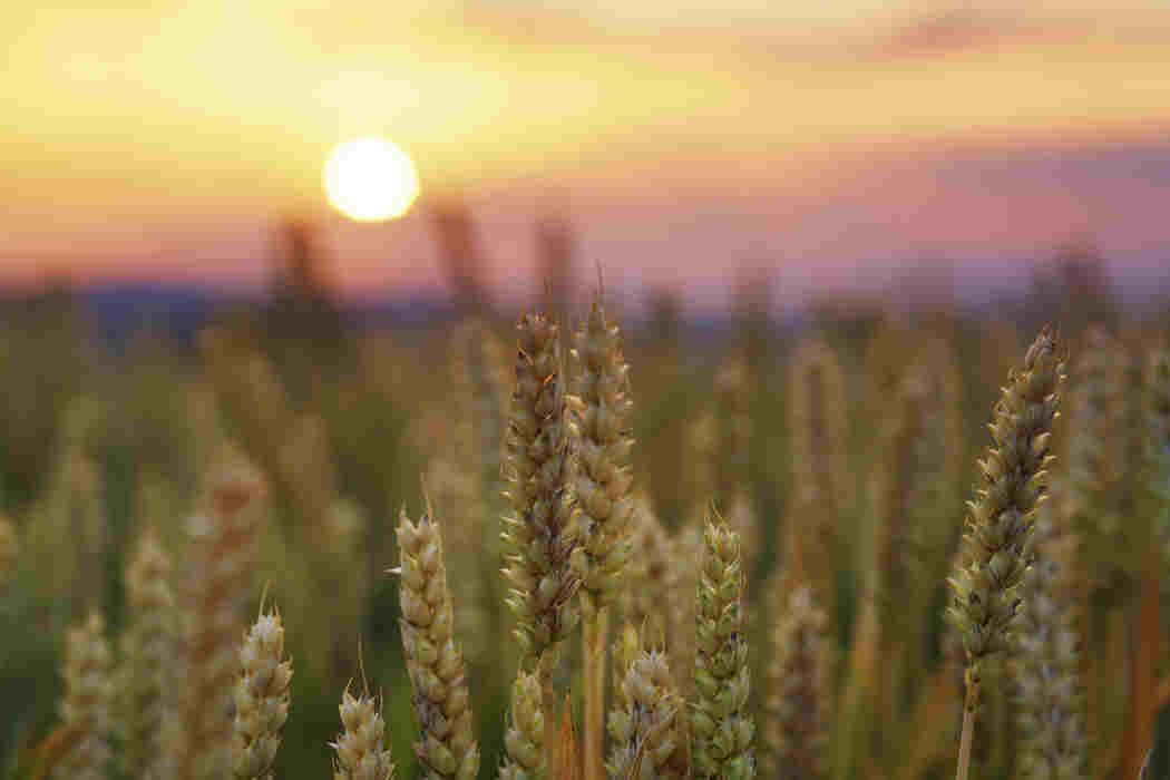nothing gold can stay poem