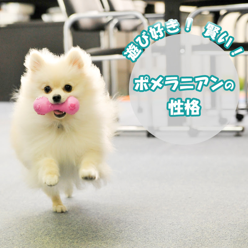 かわいいだけじゃない 飼いやすさも話題のポメラニアン その性格とは