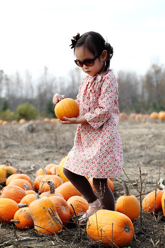 miller's farm, pumpkin patch