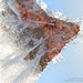 hoar-frost-detail-15