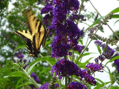 swallowtail