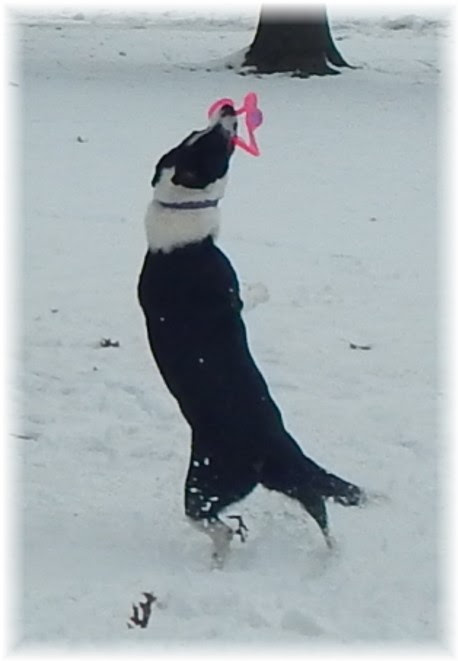 Frisbee in the snow 2/1/15