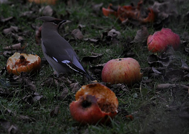 waxwing6