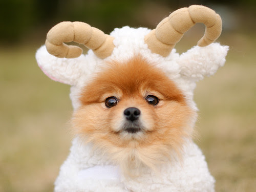 Wolf in Sheep's Clothing by klinkekula