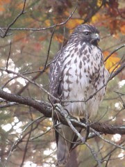 hawk by Teckelcar