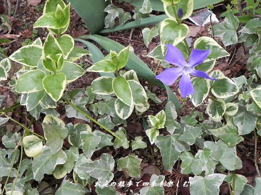 つる日々草の青い花との出会い お庭の散歩で四季を楽しむ