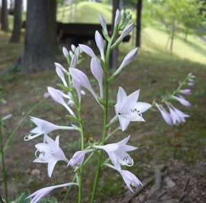 ７月９日 ギボウシ 花の俳句