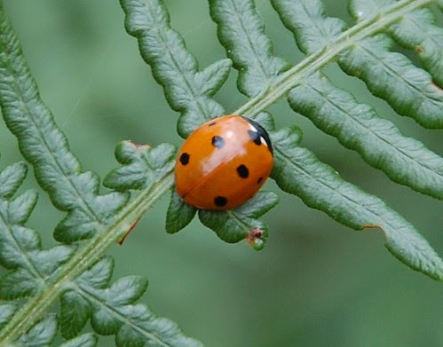 ladybird