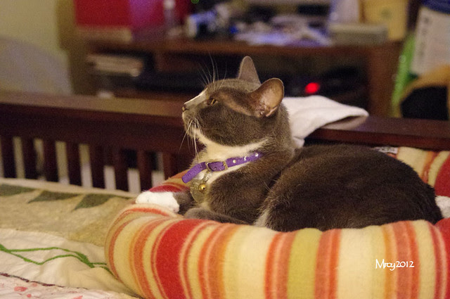 2012_09_30_2012 cats 026