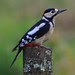 Great Spotted Woodpecker.-Dendrocopos Major