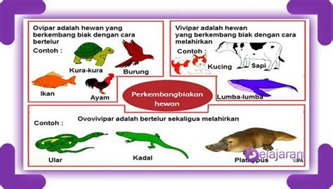hewan  melakukan fertilisasi internal   ovipar