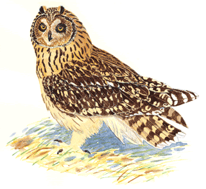 drawing sheet what a Sheet Owl Dept. Environmental NYS eared Fact Short of drawing sheet what a Sheet Owl Dept. Environmental NYS eared Fact Short of