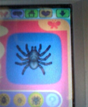 タランチュラの捕まえ方 おいでよどうぶつの森日記