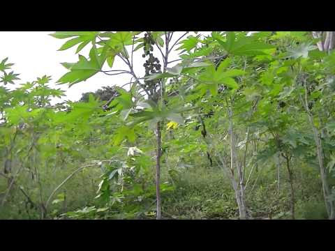 castor beans
