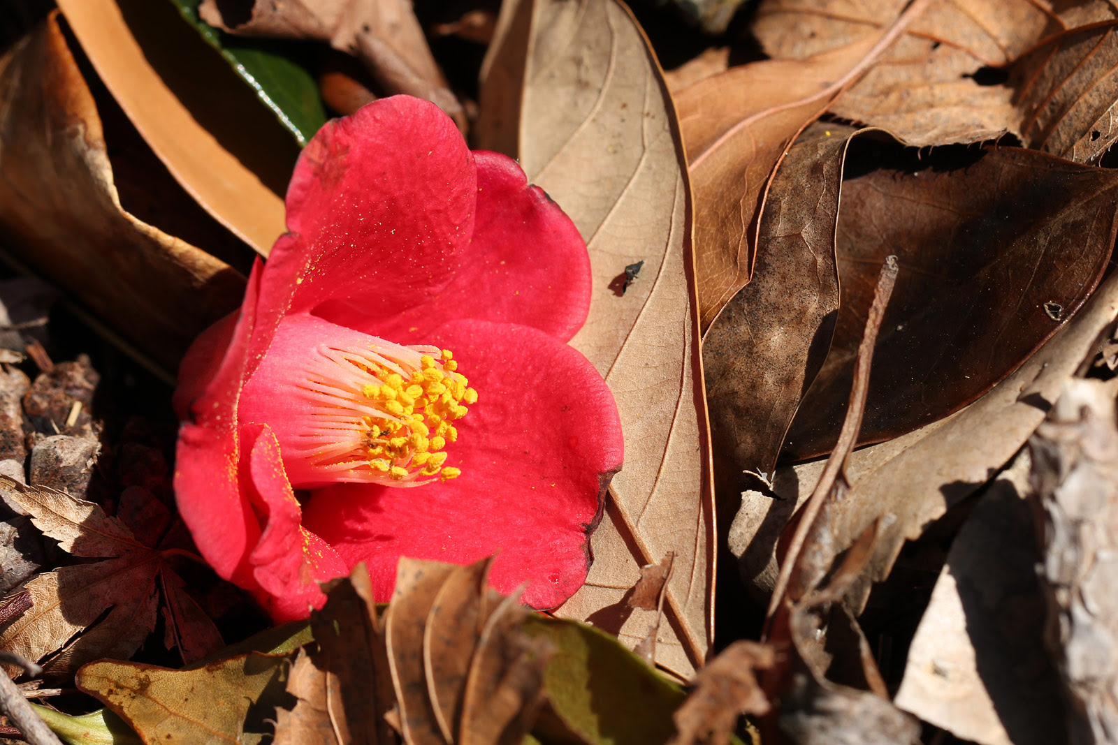 お花の写真集 ツバキ 椿