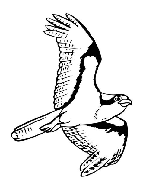 coloring pages osprey printable  kids adults