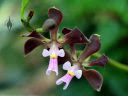 Encyclia orchid flowers, Vallarta Botanical Gardens, Cabo Corrientes, Jalisco, Mexico