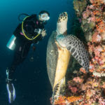 Batu Bolong features an explosion of hard coral, soft coral and marine life, such as this hawksbill turtle, busily munching on some coral. (Geraldine Richard)