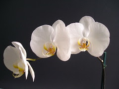 Phalaenopsis Casablanca x (Hisa nasu x Atien Kaala)