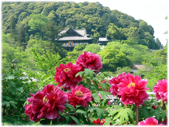長谷寺の牡丹