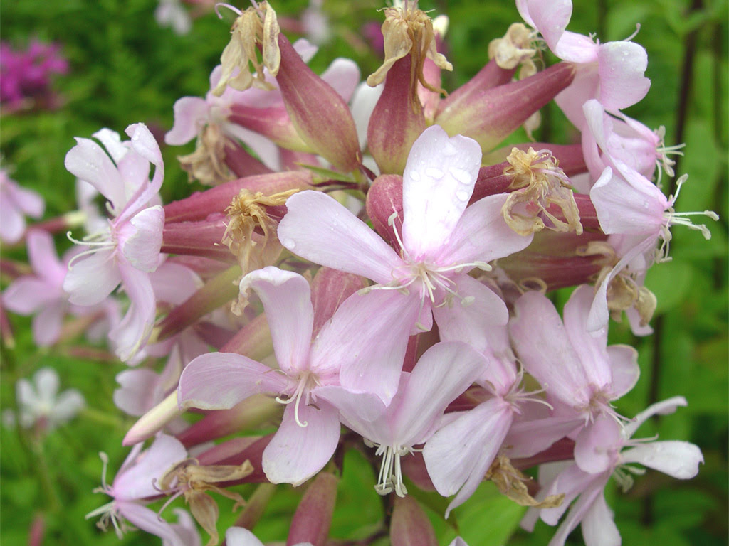 ソープワート Saponaria Officinalis