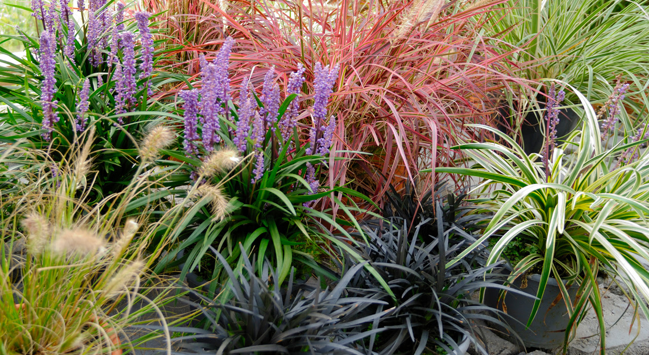 寄せ植えに使いやすいカラーリーフ28選 植木鉢で育てるときのポイントも 植木鉢ナビ