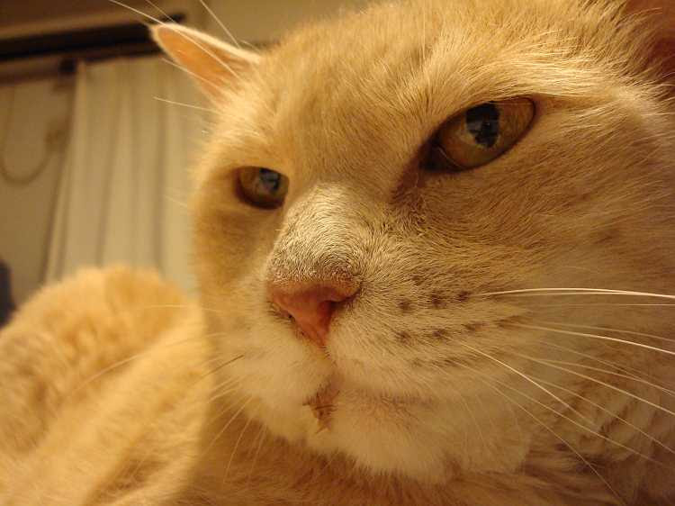 つれづれ猫日記：１０月２日（土） - もんごメモ