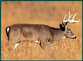 New deer hunting laws in indiana