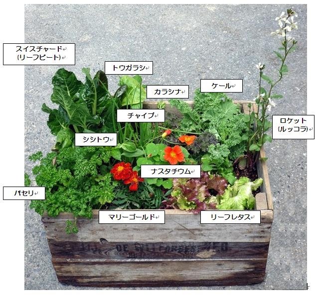 おしゃれな家庭菜園 コンパニオンプランツ 樽井造園ブログ