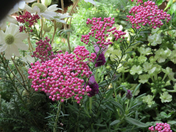 フランネルフラワー 今日も星日和 Kyomo Hoshi Biyori