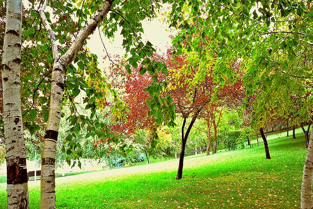 Park