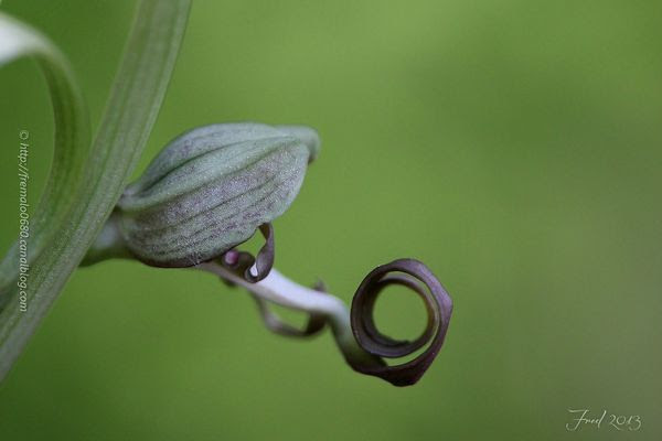 IMG_0549-signée