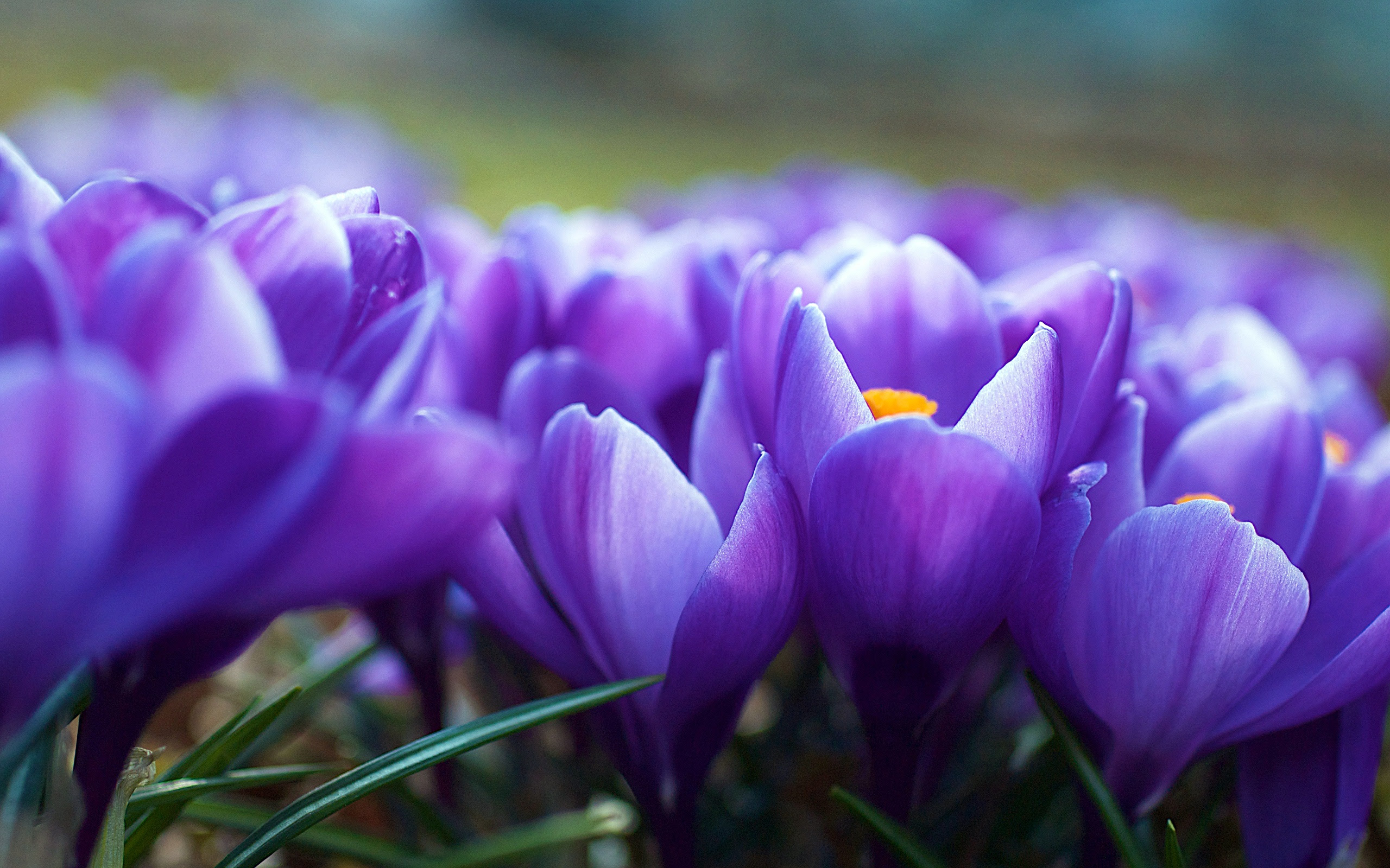 Free Purple Flowers Download Free Clip Art Free Clip Art On