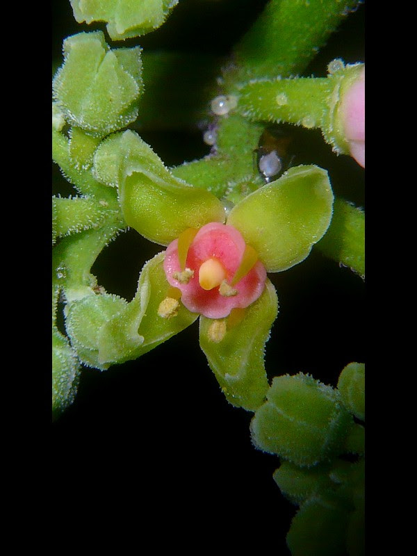 ヤブガラシ 千葉北西部 周辺ぷち植物誌