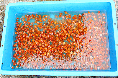 三卯養魚場 金魚 らんちゅう飼育器具販売